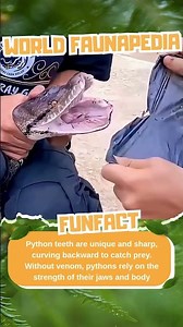 The Sharp, Backward-Curving Teeth of Pythons!!