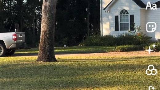 Our neighbor shared this video of a random pig in our neighborhood. He's living his best life! If you can catch him you can have him... | Jack Broekema