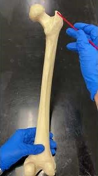 Femur