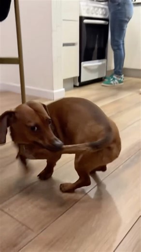 Tail chasing level: expert. 🎯 He spun himself right into bed 🐾 #dachshundlove