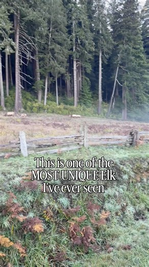 This Roosevelt Elk was one of the most unique Elk I’ve ever photographed. Couldn’t be any other name