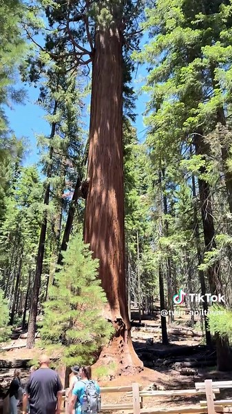 Exploring Sequoia National Park's Majestic Giants