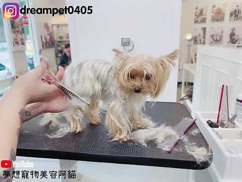 有難度 全身手剪約克夏 dog grooming | 夢想寵物美容120