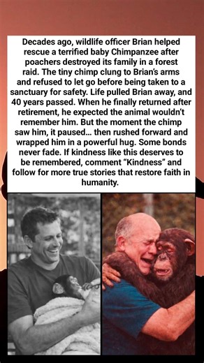 💔Forty Years After A Rescue, The Chimpanzee Ran Back To Hug The Man Who Saved Him