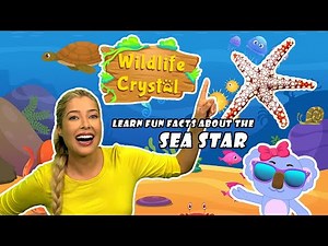 Sea Star Facts