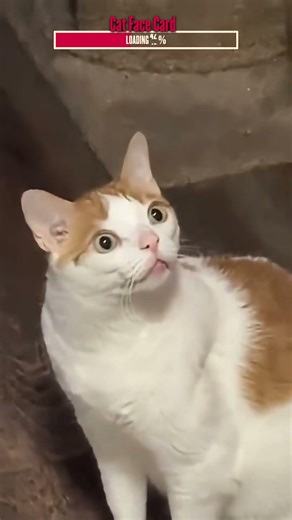 The Funniest Cat Faces | Algorithm Cleanse