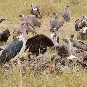 627K views · 5.8K reactions | Natures clean-up crew: hyenas and vultures cleaning the carcass of a gnu/wildebeest Filmed In The Maasai Mara National Reserve, Kenya Special thanks to Lalashe Maasai Mara | Rob The Ranger Wildlife Videos | Facebook