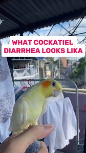 Is this a reason why your cockatiel’s poop suddenly looks watery 💦 #cockatiellover #esperedionrada #cockatieltips | Esperedion Rada