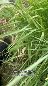 827K views · 65K reactions | Pause the TV, grab a cup of tea and watch our latest rescue, made over the last 2 days. A beautiful little family is now safe ❤️ **Update 17/06** https://m.facebook.com/groups/sadiesstraydogrescue/permalink/6047405322037046/ **Update 18/06** https://www.facebook.com/groups/sadiesstraydogrescue/permalink/6050574571720121/ | Sadies Dog Rescue | Facebook