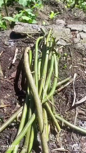 Direct planting method short video only#easiest #method #foryou #fast #growing