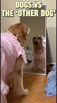 Dog vs. Mirror: The Confusion Escalates FAST #FunnyDogs #DogReactions #ViralShorts