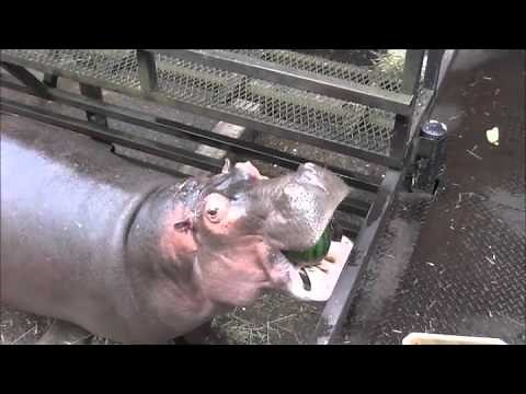 Extraordinary bite force of a hippo