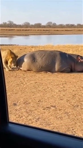 ℹ️ That hippo’s fart was incredibly powerful. 💨🦛