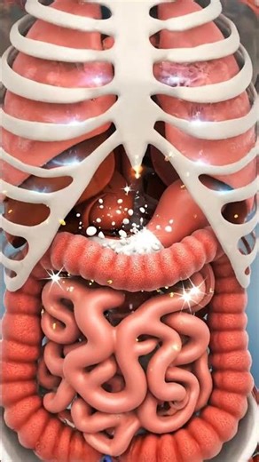 Milk's Internal Power: A 4K Medical Animation of Calcium Absorption and Bone Health