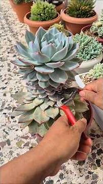 I finally decided to propagate Echeveria blue bird using this method.