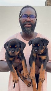 😅 | Dogs Sheller K9