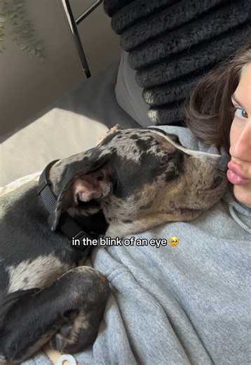 Understanding the Pitbull Mix Transformation