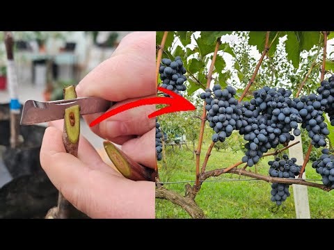 How and when to graft a grapevine? You can do this yourself!
