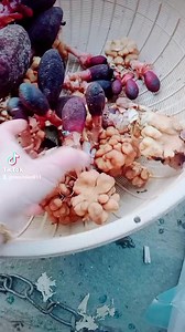 Ko cứng ko lấy tiền ạ Xả 200k3 kg ngâm đc 10lit | Mộc miên Tây Bắc