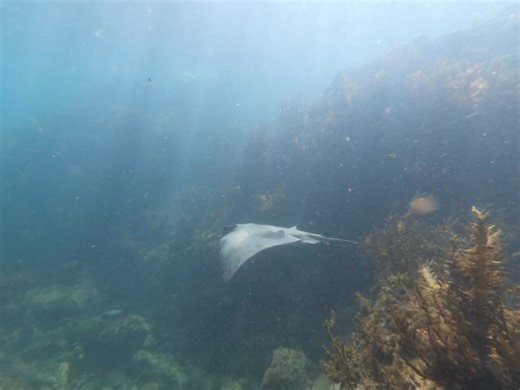Finally got back underwater for a short snorkel last week! It felt pretty magical when the sun rays filtered through & this eagle ray cruised by.☀️✨ 📍Moturua Island, Northland | Sara Speaks for the Sea