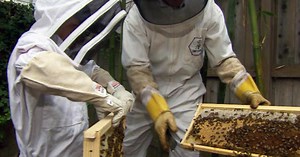 Urban beekeeping flourishes: Inside the L.A. push to legalize backyard hives