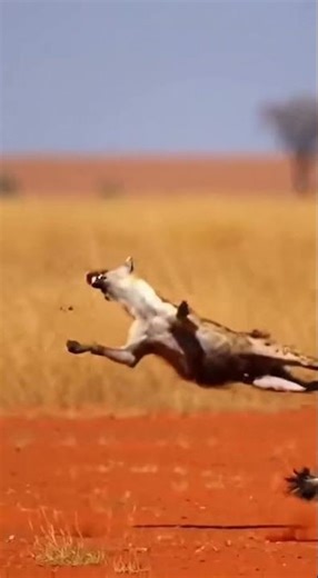 Kudu vs Hyena Ambush – Brutal Kick Sends Predator Flying