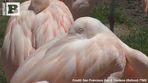 Grumpy! A sleepy flamingo in a San Francisco zoo gave the camera glaring side-eye. | Breitbart