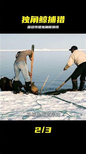 走進新時代的因紐特人捕獵獨角鯨，用觸角換錢在超市買生活物資。 #因纽特人，独角鲸，捕猎，鲸牙，北极生活