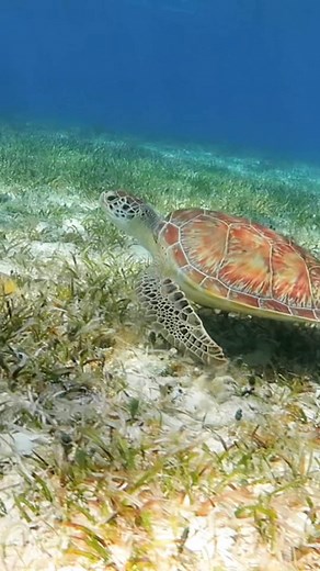 Nothing compares to watching your kids’ faces light up as they explore Cozumel’s coral reefs. 🌴🐠 At Dive Palancar, we create safe and fun snorkeling adventures for the whole family — a chance to connect with nature and share unforgettable moments together. 👨‍👩‍👧‍👦 Perfect for all ages 🤿 All equipment included 🚤 Daily departures from Dive Palancar Pier 📍 Convenient location: We’re located at the Dive Palancar Pier :just north of Dreams Cozumel Cape Resort & Spa (formerly Sabor/Dreamscape