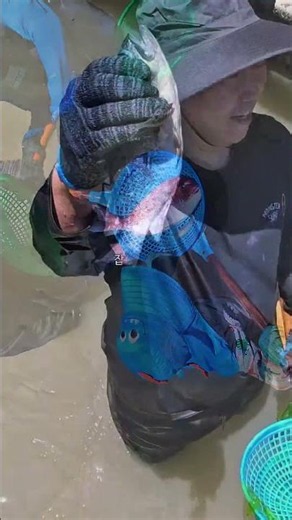 🎣 5자 참돔을 맨손으로 잡을 수 있는📍지족어촌체험마을 죽방렴 체험장