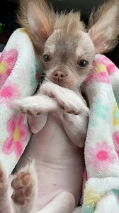 Hairless chihuahua Cricket before she got her spots! #dogreels #cutedogs #hairlesschihuahua #chihuahuas #funnydogs #doggos #preschool | Cricketthegremlin