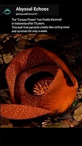 The Corpse flower that smells like rotten flesh.