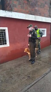 26K views · 1.2K reactions | #ATENCIÓN El capitán Pérez de la policía de #Piedecuesta junto con unos unos animalistas acaban de rescatar el perrito que se encontraba a la intemperie durante la lluvia hace un momento en la calle 7 entre carreras 4 y 5. #Actualización: el perrito ya tiene nuevo hogar. | Piedecuestanos.com | Facebook