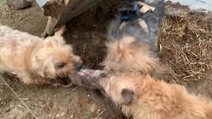 787K views · 13K reactions | These feeders are ideal nesting locations for rats. Close to food and water, they offer perfect shelter. Here’s a couple of clips from the end of a busy day clearing them out!  | Suffolk and Norfolk rat pack | Facebook