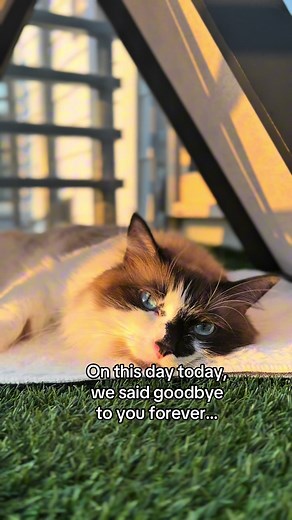 Saying Goodbye to a Pet Cat: How to Honor Their Memory