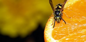 Why wasps become so annoying at the end of summer