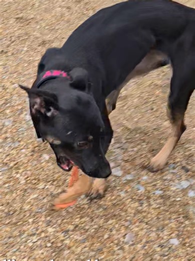 Understanding Dog Training Techniques for Intelligent Breeds