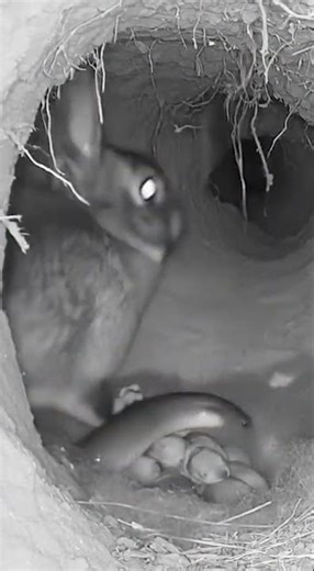 Night-Vision Burrow Cam: Mother Rabbit Drives Off Snake to Protect Her Kits