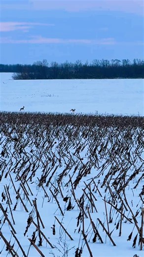 Mykhailo Stelmakov on Instagram: "Козулі дуже багато😍👍давно такого не наблюдав😊#україна #blog #зима #козулі"