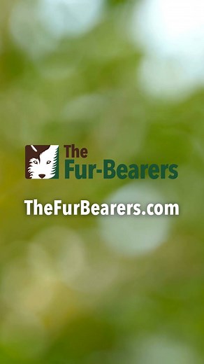 26 reactions | This #WildlifeWednesday, learn some fun facts about grey wolves! Have you ever seen or heard a wolf where you live? | The Fur-Bearers | Facebook