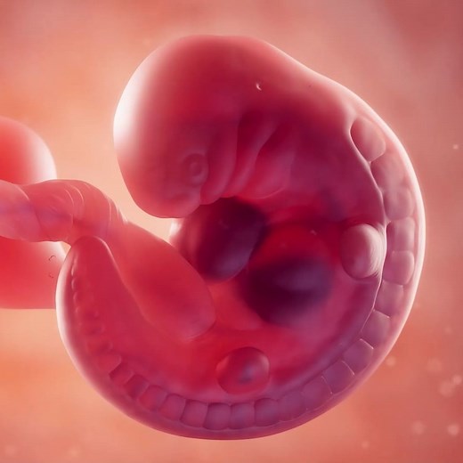 SciePro on Instagram: "👶 Our 3D animation of an embryo at week 5 is a stunning visualization of early human development. From the tiny beating heart to the developing neural tube, our animation captures the incredible complexity of this stage in fetal growth. At week 5, the embryo is only about 0.13 inches long, but already its major organs and systems are beginning to form. Our animation brings these structures to life in stunning detail, allowing medical professionals and students to explore