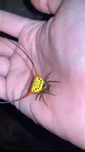 This rare and stunning spider looks straight out of a sci-fi movie! 🕷️✨ With its bright yellow body and long horn-like spines, it’s one of nature’s most fascinating creations. Found in the wild, this spider proves how amazing and diverse our planet truly is. 🌍 Would you dare to hold it in your hand? 😳 Comment below what you think about this incredible creature! 👇 #Spider, #RareSpider, #AmazingNature, #WildCreatures, #NatureWonder, #BeautifulSpider, #IncredibleNature, #WildlifeVideo, #SpiderL