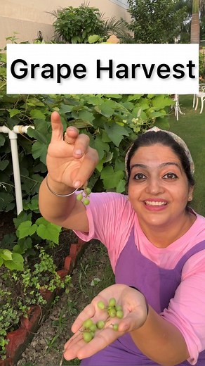 GetMyHarvest | Chetna Bhalla on Instagram: "My Grape Harvest | My Gardening Experiment Tips for Growing Grapes: Sunlight: Grapevines require full sun, around 7–8 hours daily, for optimal fruit production. Insufficient light can result in lower fruit quality and yield. Soil: Ideal soil for grapes is well-drained, deep, loose, and slightly acidic to neutral, with a pH of 5.5–6.5. Avoid soggy or damp conditions to prevent root diseases and poor fruit quality. Watering: Young vines need about 1/2–1 