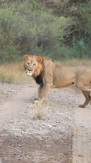 Aziz Ahmed | Ethiopian Black Maned Lion 🦁at Awash Park #lion #ethiopia #afriaclion #lions | Instagram