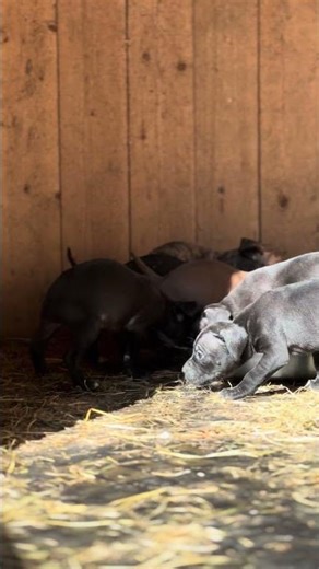 American pitbull terrier puppies DOGNIK BULLS #apbt #pitbull #puppy #dognikbulls