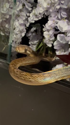 Abby Marie Stone on Instagram: "Hi Quincy-Yoyo 👋 She’s such a sweet little glow worm 🥰🐍 Quince is a yearling scrub python. I don’t recommend sticking your hand in an enclosure like this unless you’re very familiar with that animal’s behavior cues. I don’t do this with all of my animals as it stresses them (or me if it happens to be Cogs 😂). #hello #cute #bug #quince #yoyo #scrub #python #pet #snake #snakelover"