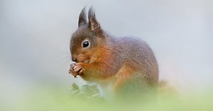 Photographing Red Squirrels from a Hide in an Irish Forest