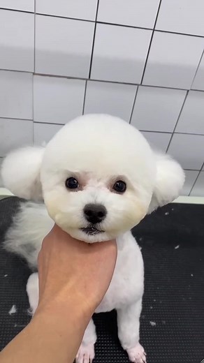 #cute #lovely #petlover #doggroomer #doglover #doggrooming #dog #petgroomer #petgrooming #pet