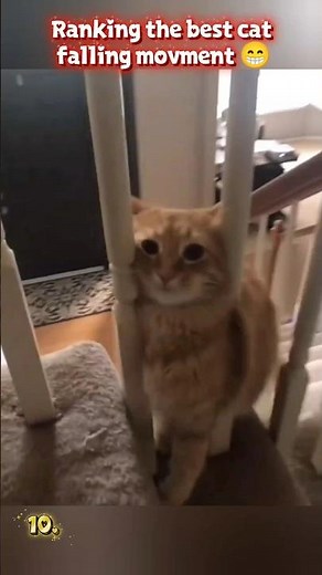 Cute & Funny Cats Falling Compilation 🤣😹.