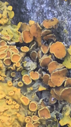 A vibrant patch of golden-orange crustose lichen spreading across the textured, surface of a rock.